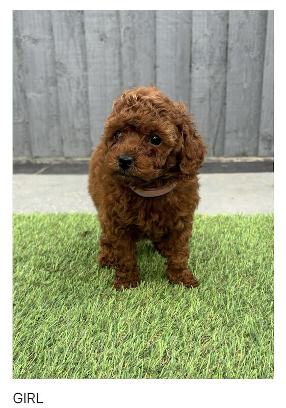 Poodle puppies for sale in Gravesend, Kent – KC registered, 1 year old - Image 8 of 11