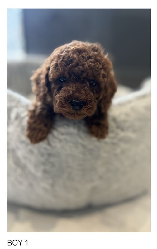 Poodle puppies for sale in Gravesend, Kent – KC registered, 1 year old - Image 3 of 11