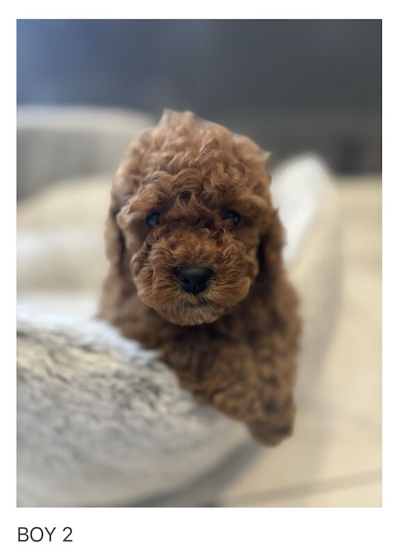 Poodle puppies for sale in Gravesend, Kent – KC registered, 1 year old - Image 5 of 11