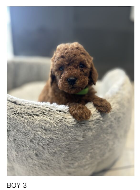 Poodle puppies for sale in Gravesend, Kent – KC registered, 1 year old - Image 7 of 11