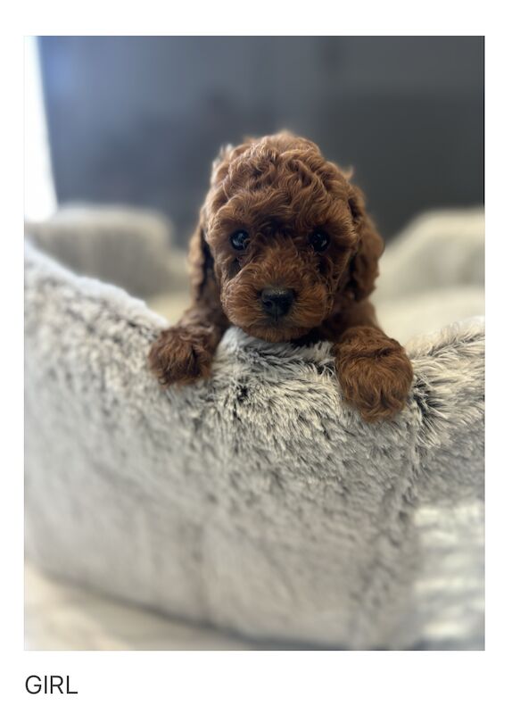 Poodle puppies for sale in Gravesend, Kent – KC registered, 1 year old - Image 9 of 11