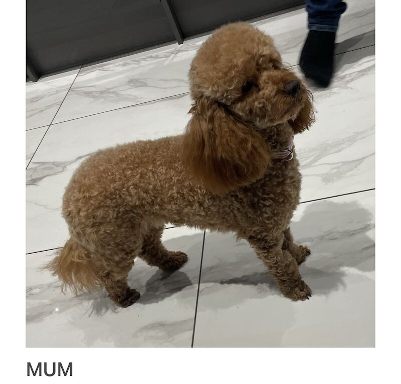 Poodle puppies for sale in Gravesend, Kent – KC registered, 1 year old - Image 10 of 11