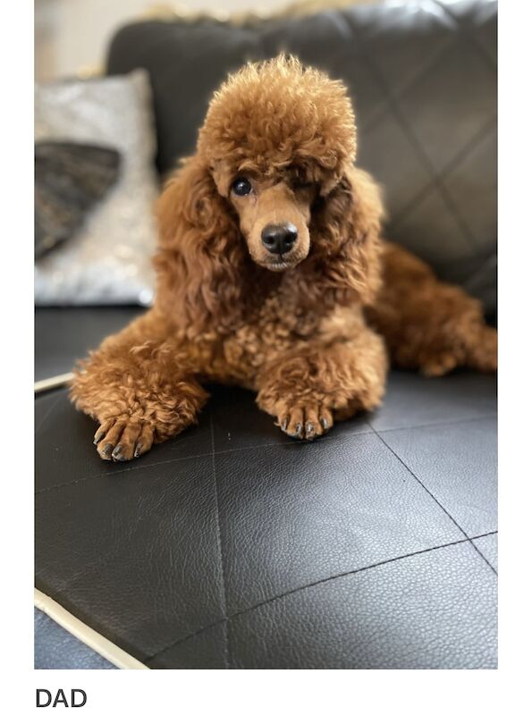 Poodle puppies for sale in Gravesend, Kent – KC registered, 1 year old - Image 11 of 11