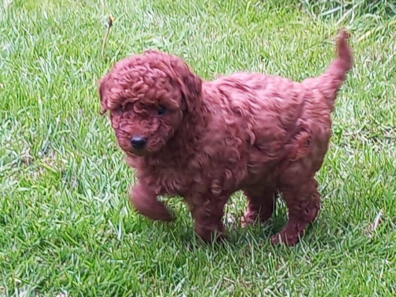 Poodle puppies for sale in Dronfield, Derbyshire – KC registered, 1 year old - Image 6 of 7