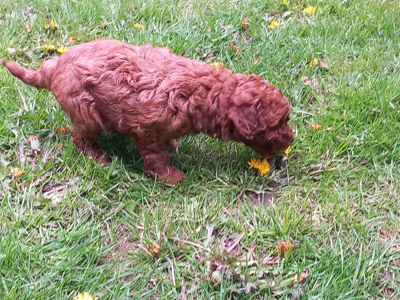 KC REGISTERED RED MINIATURE POODLE PUPS for sale in Dronfield, Derbyshire | Image 3