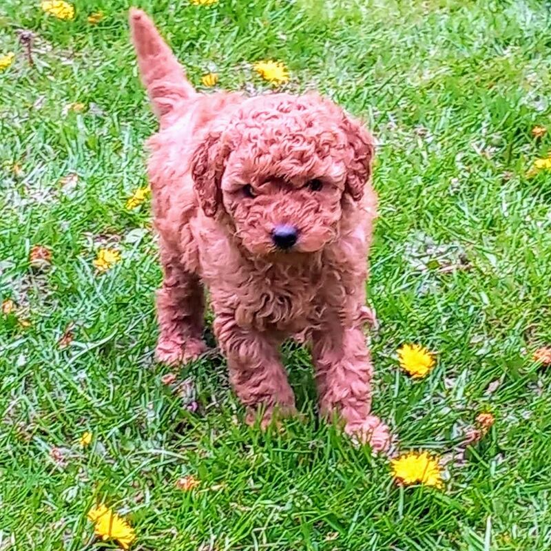 Poodle puppies for sale in Dronfield, Derbyshire – KC registered, 1 year old - Image 7 of 7