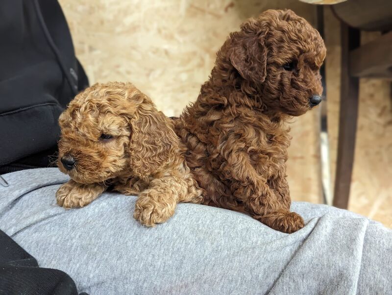 Poodle puppies for sale in Dronfield, Derbyshire – KC registered, 1 year old