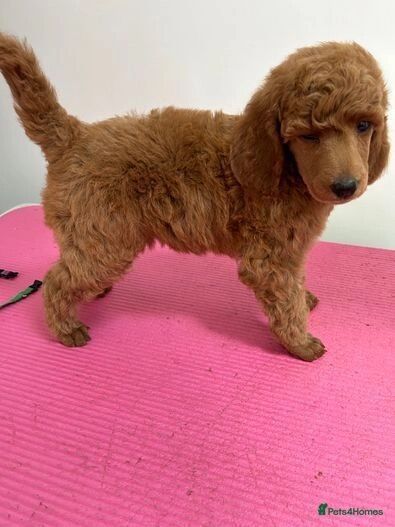 KC Registered Standard Poodle For Sale in Louth Lincolnshire