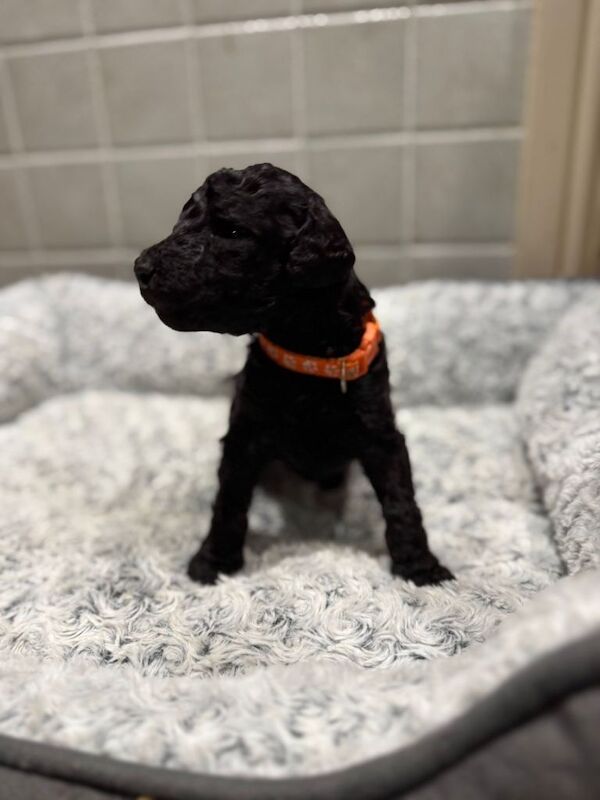 Poodle puppies for sale in Buxton, Derbyshire – KC registered, 4 weeks old