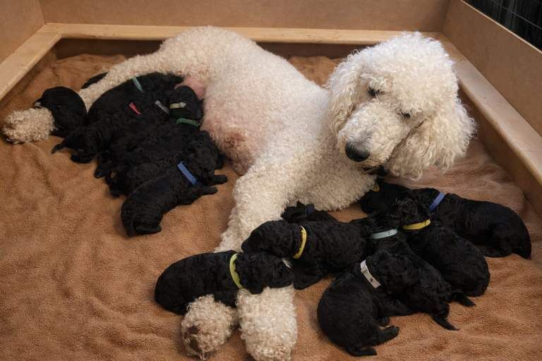 Poodle puppies for sale in Buxton, Derbyshire – KC registered, 6 weeks old - Image 2 of 4