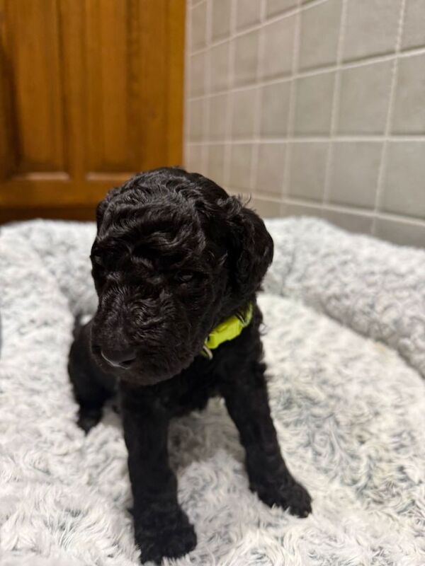 Poodle puppies for sale in Buxton, Derbyshire – KC registered, 6 weeks old - Image 3 of 4