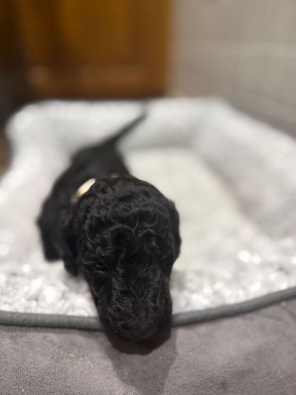 Poodle puppies for sale in Buxton, Derbyshire – KC registered, 6 weeks old - Image 4 of 4