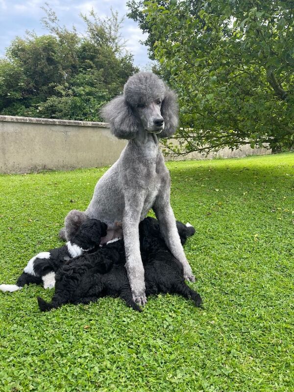 KC Registered Standard Poodle puppies