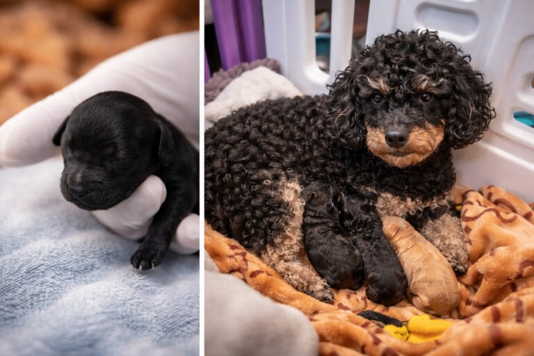 Poodle Puppies For Sale
