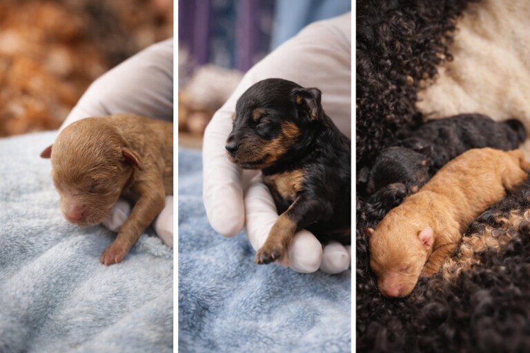 Kc registered toy poodle - Image 2 of 2