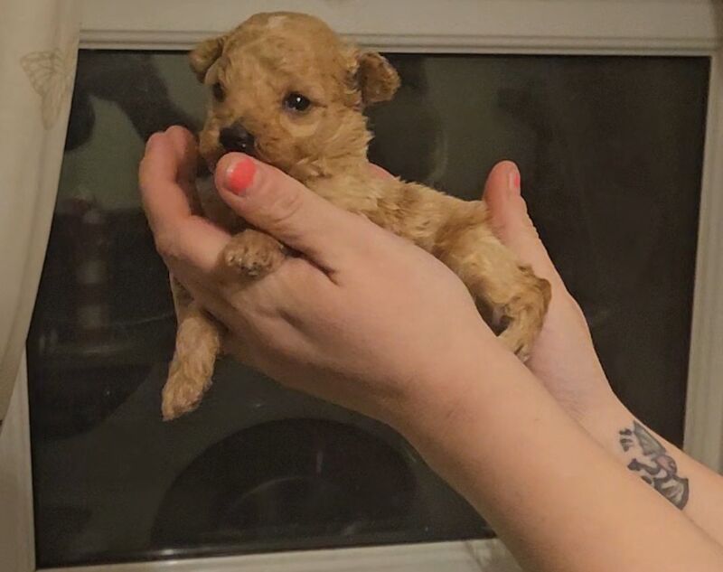 Poodle puppies for sale in Aspatria, Cumbria – KC registered, 3 weeks old