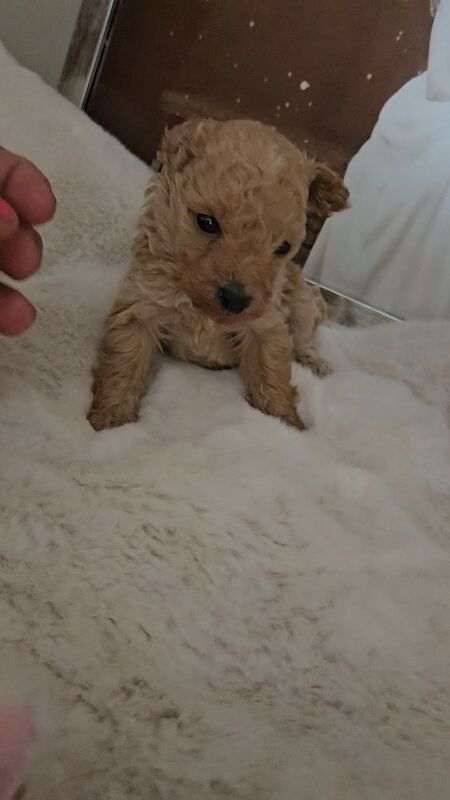 Kc registered toy poodles - Image 3 of 5