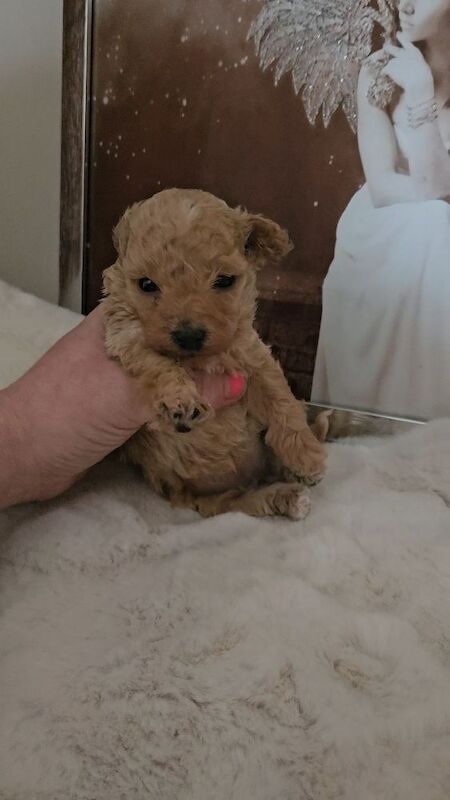 Kc registered toy poodles - Image 4 of 5