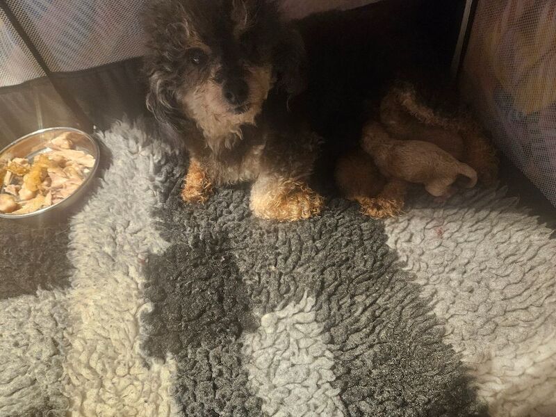 Kc registered toy poodles - Image 5 of 5