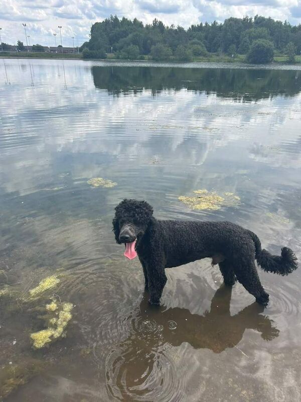 KC standard male poodle