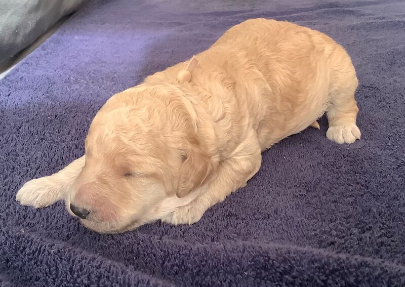 KC Standard Poodle Puppies