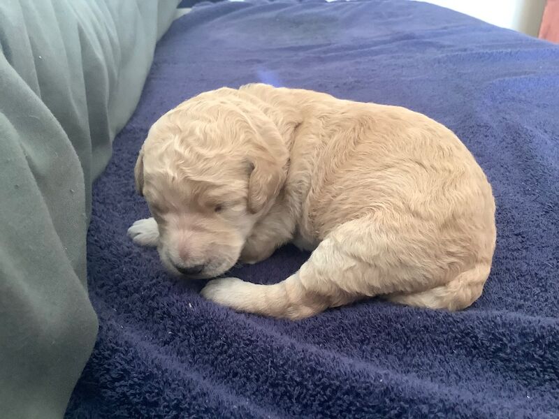 KC Standard Poodle Puppies