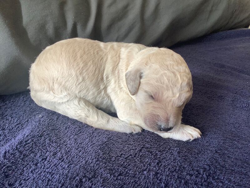 KC Standard Poodle Puppies