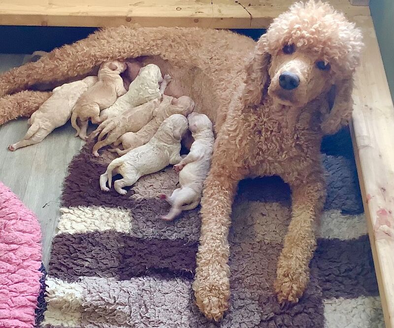 KC Standard Poodle Puppies