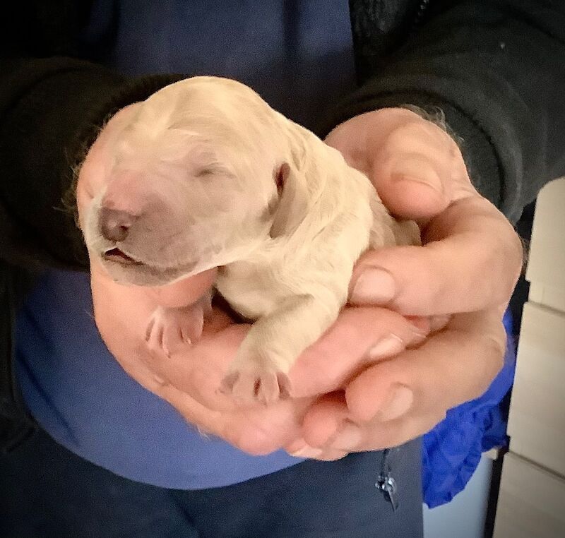 Kennel Club Registered Poodle Puppies For Sale