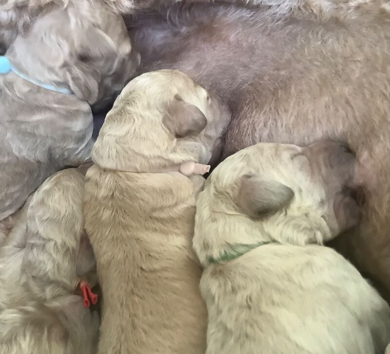 KC Standard Poodle Puppies - Image 4 of 6