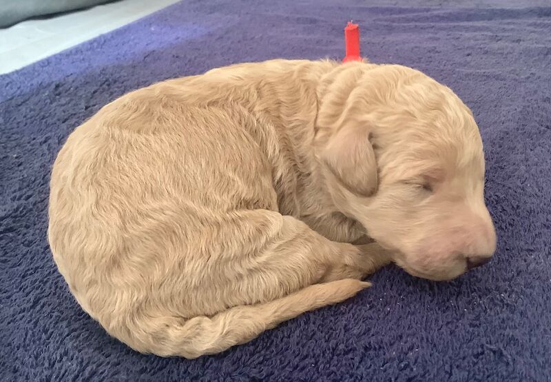 KC Standard Poodle Puppies - Image 6 of 6