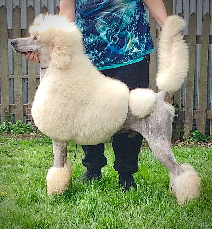 KC Standard Poodle Puppies Due September 2026 - Image 5 of 7