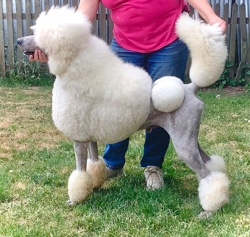 KC Standard Poodle Puppies Due September 2026 - Image 6 of 7