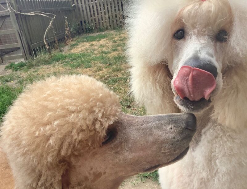 KC Standard Poodle Puppies Due September 2026 - Image 7 of 7