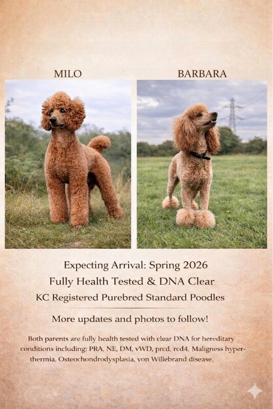 Poodle Puppies For Sale