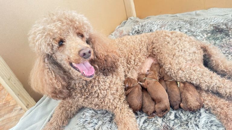 KC Standard poodle puppies - RED - Image 2 of 5