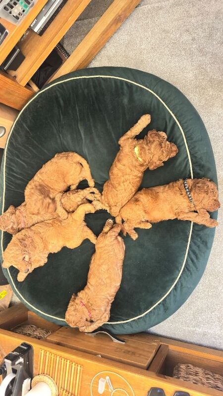 KC Standard poodle puppies - RED - Image 3 of 5