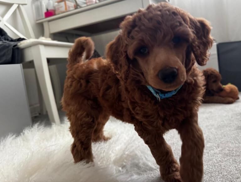 KC Standard poodle puppies - RED - Image 4 of 5