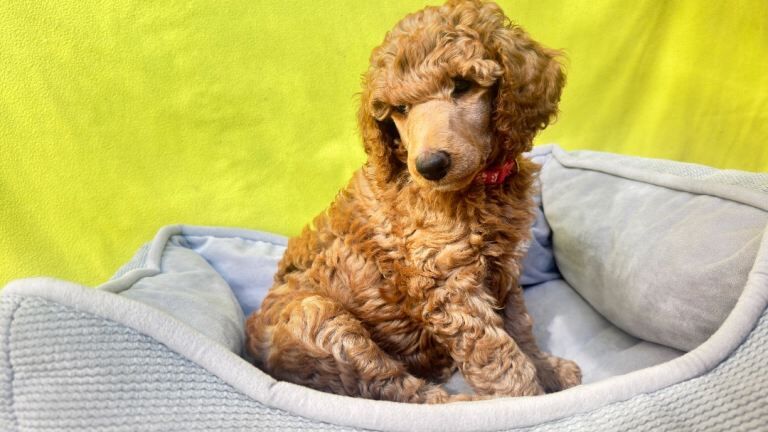 KC Standard poodle puppies - RED - Image 5 of 5