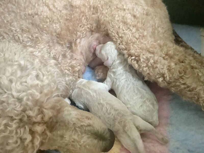 Poodle puppies for sale in Alford, Lincolnshire – KC registered, 1 day old - Image 15 of 15