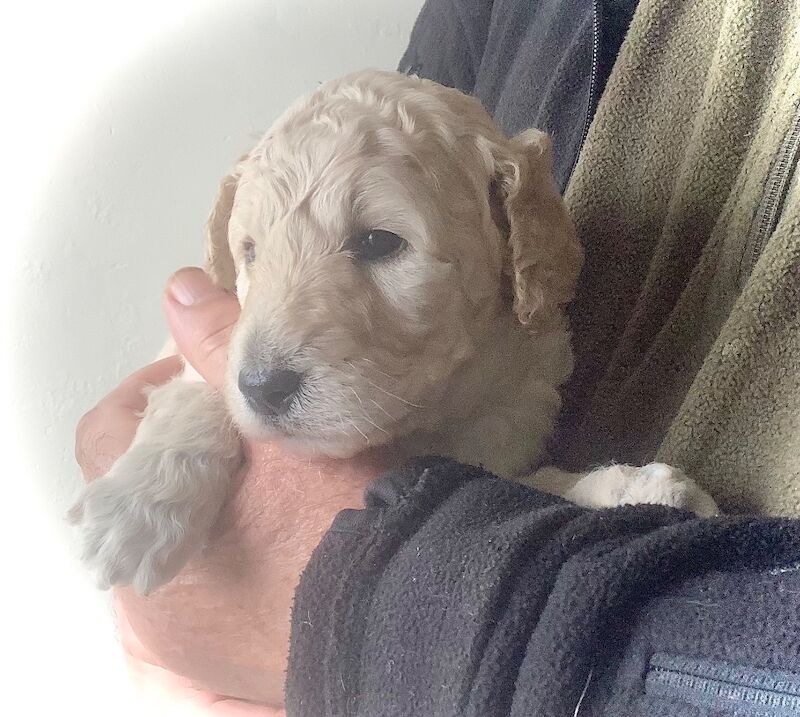 Poodle puppies for sale in Alford, Lincolnshire – KC registered, 7 weeks old - Image 13 of 15