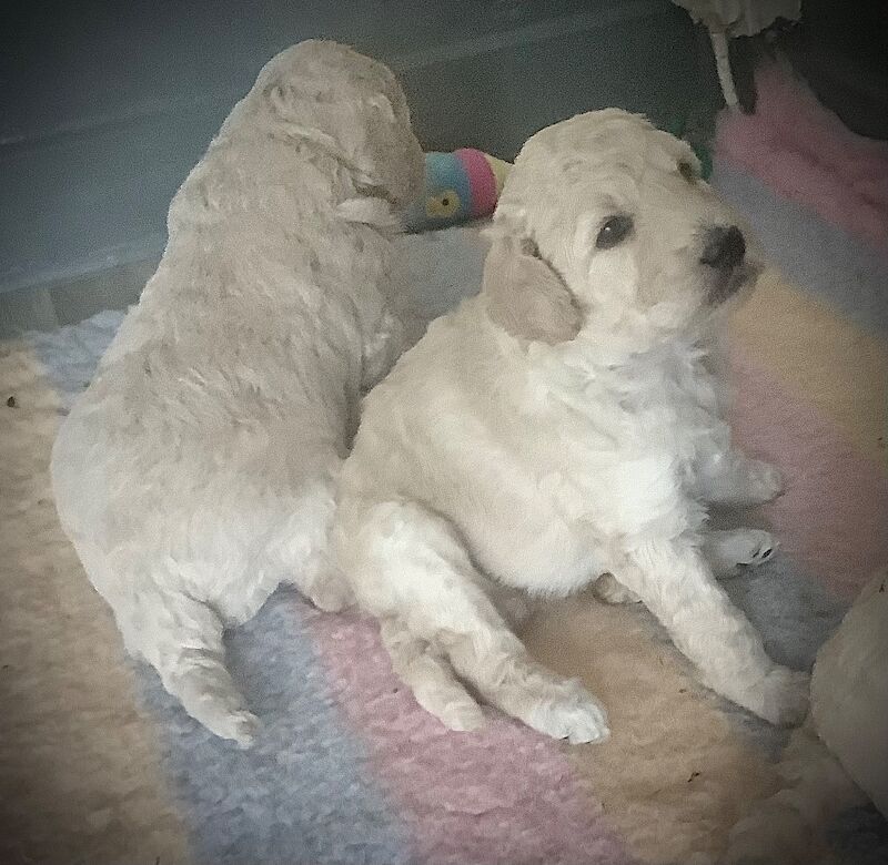 Poodle puppies for sale in Alford, Lincolnshire – KC registered, 7 weeks old - Image 14 of 15