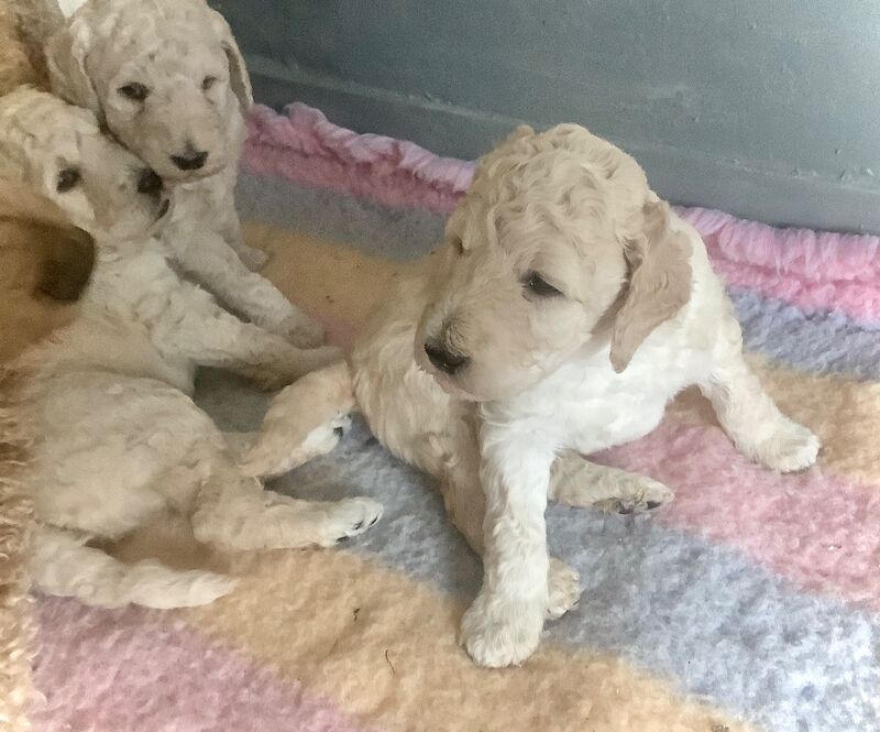Poodle puppies for sale in Alford, Lincolnshire – KC registered, 7 weeks old - Image 15 of 15