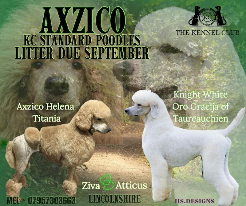 Poodle puppies for sale in Alford, Lincolnshire – KC registered, a few seconds old