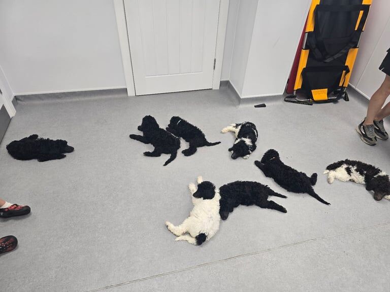 Poodle puppies for sale in Boston, Lincolnshire – KC registered, 10 weeks old