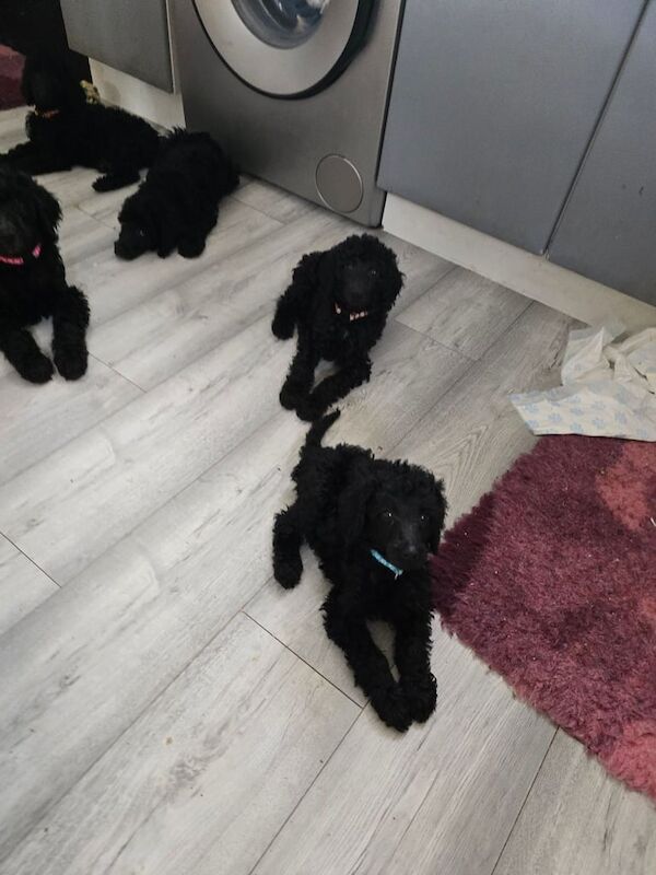 Poodle puppies for sale in Boston, Lincolnshire – KC registered, 10 weeks old - Image 2 of 3