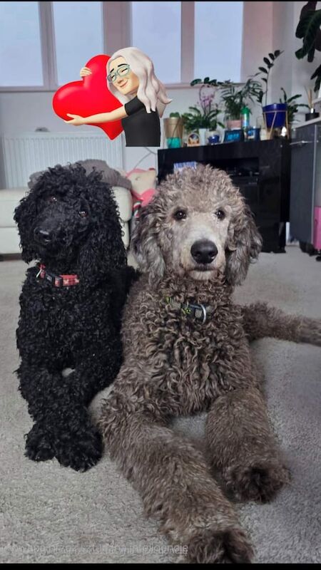 Poodle puppies for sale in Boston, Lincolnshire – KC registered, 10 weeks old - Image 3 of 3