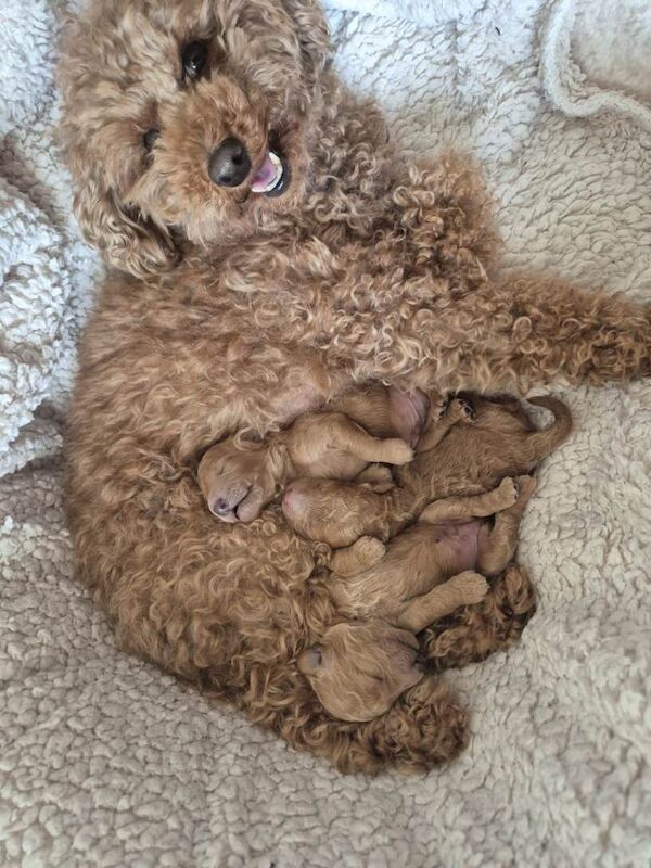 Poodle Puppies For Sale
