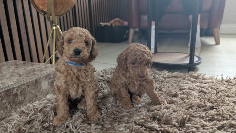 KC toy poodles - Image 2 of 6