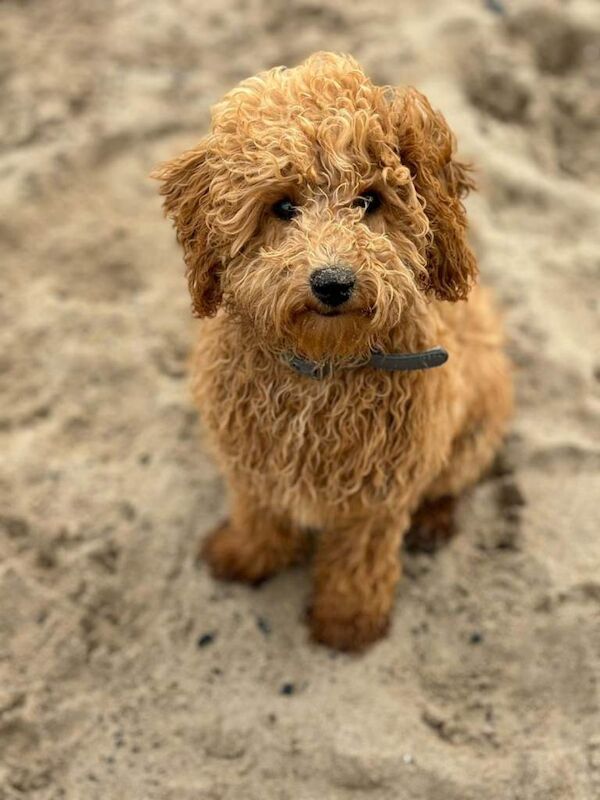 KC toy poodles - Image 3 of 6